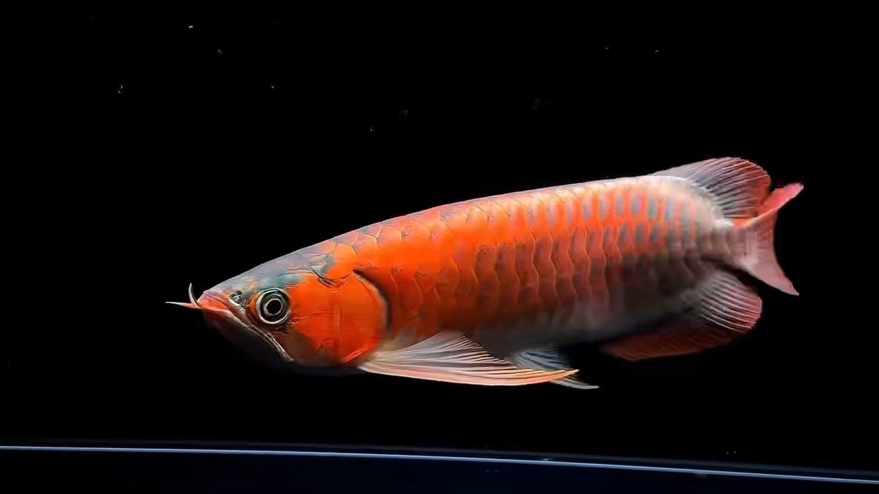 40-41公分極品超血紅龍魚，滿鰓滿背滿片：——極品超血紅龍魚