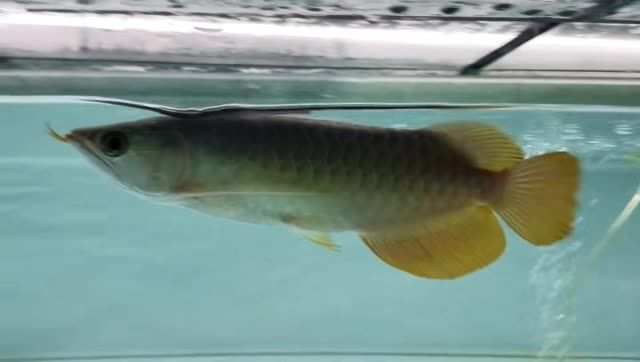 祥龍赫舞小紅龍20251016，傳統舞蹈的璀璨魅力