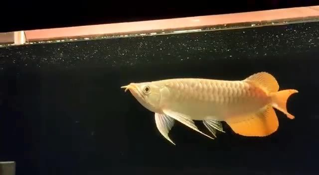 [2025]精致大湖紅龍魚印尼魚場直接選購：精致大湖紅龍魚印尼魚場直接選購印尼魚場的建議和注意事項，印尼魚場直購精致大湖紅龍魚全攻略，