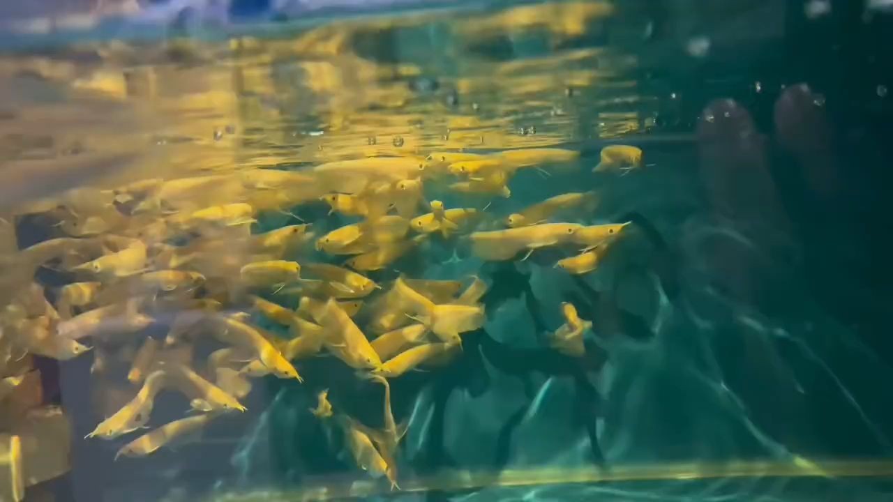 白子銀龍苗批發。全網最低價：白子銀龍苗批發價格優惠