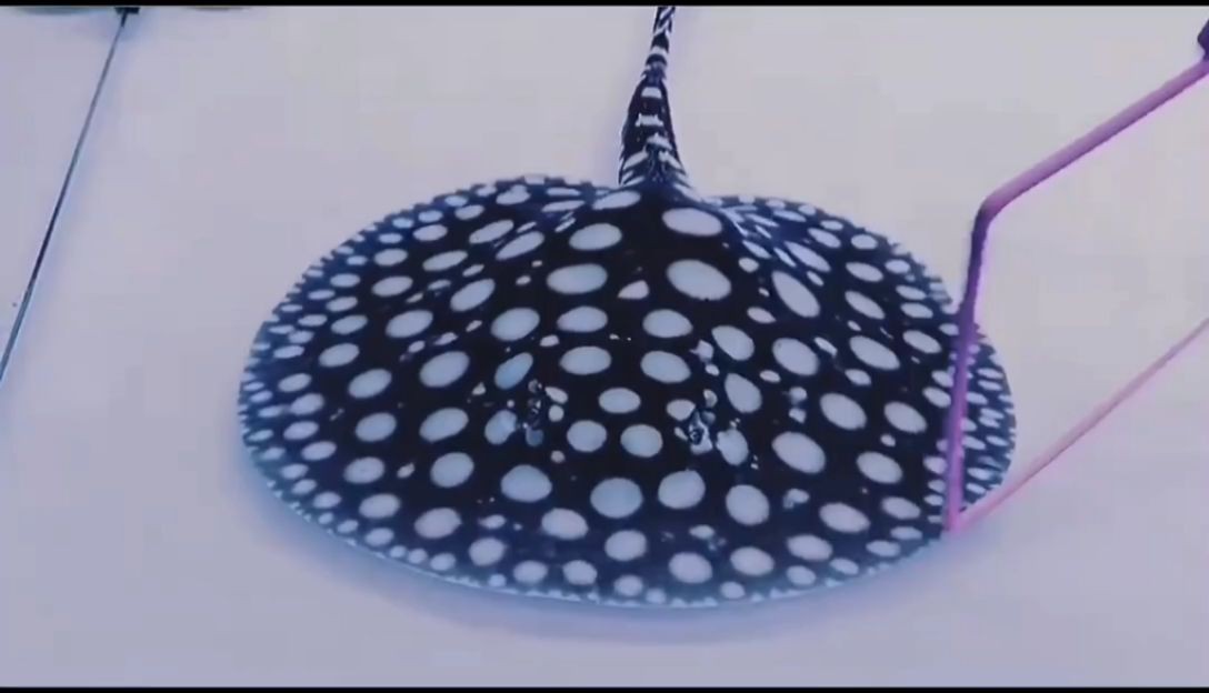 魟魚夜空點18公分爆點：為什么[需手動填充]魚夜空點18公分爆點？