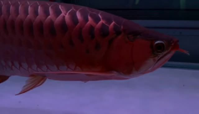55公分超血紅龍魚：55公分超血紅龍魚養殖技術探討了55公分超血紅龍魚的養殖技術