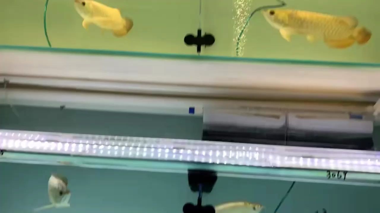 祥龍魚場藍(lán)珀金龍魚成功抵達(dá)市場