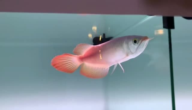 高端品牌龍魚祥禾紅龍：高端品牌龍魚祥禾紅龍，高端品牌龍魚祥禾紅龍品牌