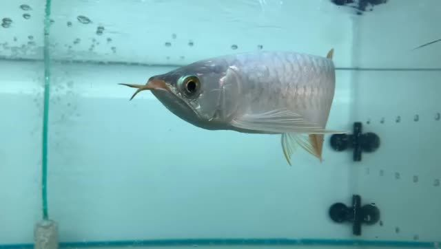 祥龍赫舞紅龍體型好：祥龍赫舞紅龍是一種大型的龍類，其體型龐大，