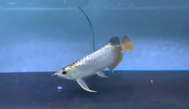 藍珀金龍魚，祥龍高端藍底過背金龍魚的特性與研究進展