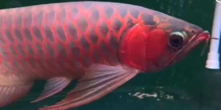 印尼超血紅龍魚-大屁股：印尼超血紅龍魚養殖指南