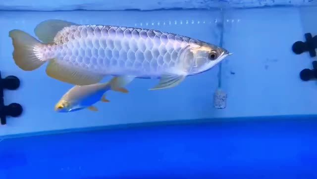 藍(lán)珀藍(lán)底過背金龍魚2025092201，藍(lán)珀藍(lán)底過背金龍魚，珍稀藍(lán)珀金龍魚，2025092201的傳奇收藏，珍稀藍(lán)珀金龍魚，2025092201傳奇收藏，珍稀藍(lán)珀金龍魚傳奇收藏2025092201