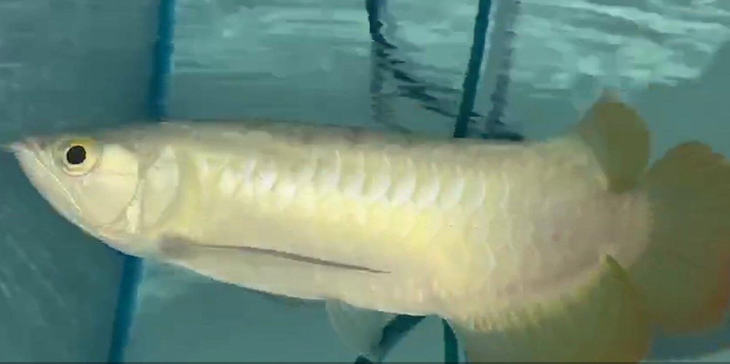 祥禾super red-紅龍白缸飼養倡導者：祥禾superred-紅龍白缸飼養