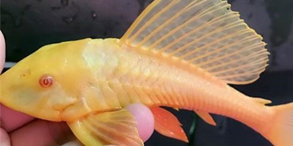 女王大凡苗，養(yǎng)大好賺錢，女王大凡苗養(yǎng)大好賺錢，女王大凡苗養(yǎng)大即賺錢，高效養(yǎng)殖指南