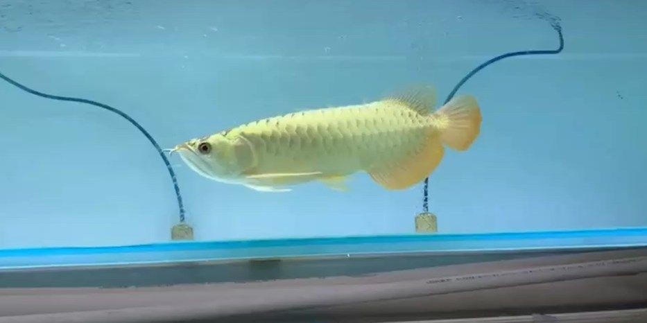 藍(lán)珀金龍魚祥龍魚場(chǎng)高端藍(lán)底過背，祥龍魚場(chǎng)高端藍(lán)底過背，祥龍魚場(chǎng)高端藍(lán)底過背，珍稀藍(lán)珀金龍魚展示，藍(lán)珀金龍魚珍稀展示，祥龍魚場(chǎng)高端藍(lán)底過背珍品，祥龍魚場(chǎng)珍稀藍(lán)珀金龍魚展示珍品