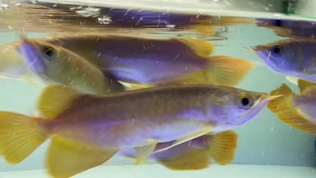 一波印尼小紅龍：印尼小紅龍的生態習性