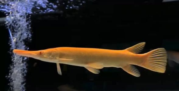 黃化紅眼火箭苗，觀賞魚養殖廠的黃金選擇，高回報讓...：10cm黃化紅眼火箭苗，觀賞魚養殖廠的黃金選擇