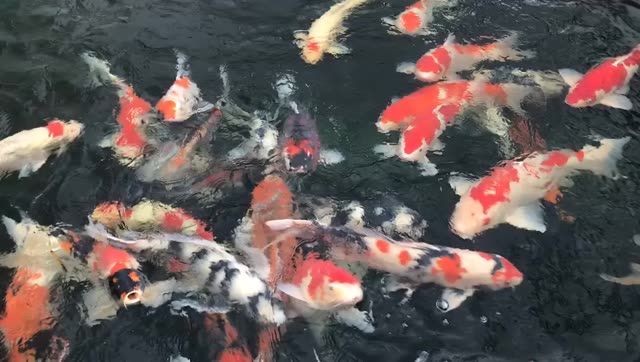 名貴錦鯉紅白丹頂大正三色白寫錦鯉魚，名貴錦鯉紅白丹頂大正三色白寫錦鯉魚市場價(jià)值和文化意義，名貴錦鯉紅白丹頂大正三色白寫錦鯉魚的市場價(jià)值與文化內(nèi)涵探析，名貴錦鯉紅白丹頂大正三色白寫的市場價(jià)值與文化內(nèi)涵解析