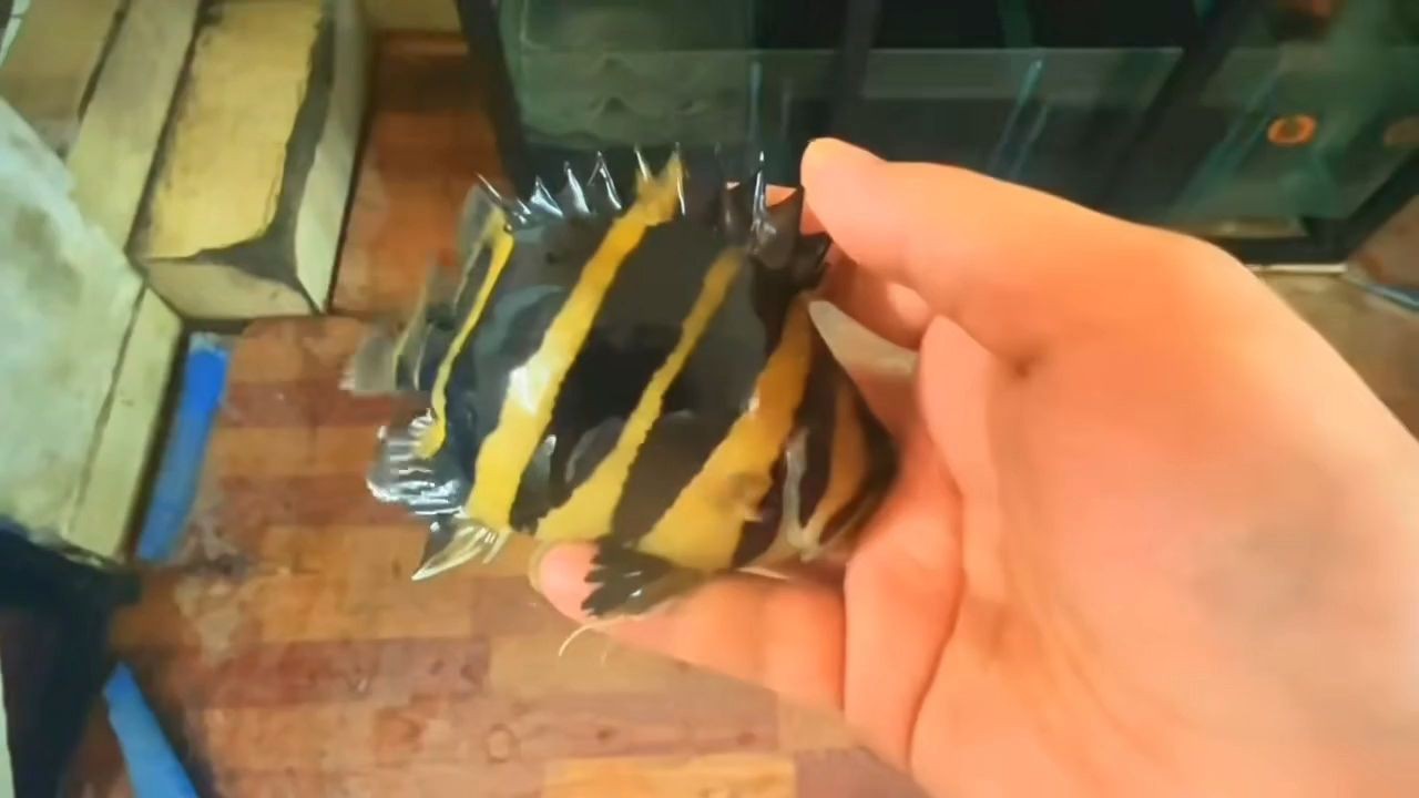 15公分無敵粗紋，暴力黃球虎：15公分無敵粗紋，暴力黃球虎，