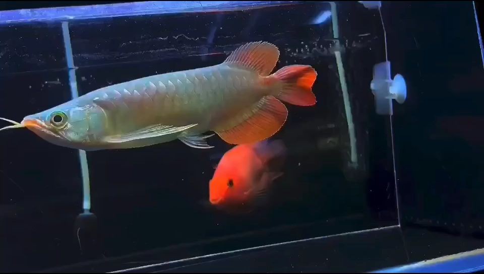 精品紅龍魚兩只:兩尾紅龍魚拍賣會