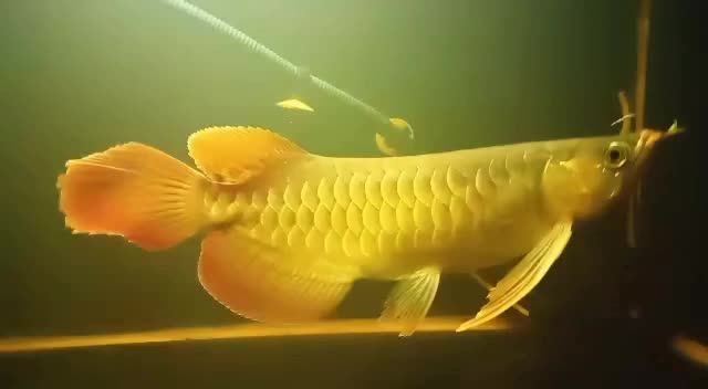 超級大尾巴祥龍赫舞紅龍魚的養殖技巧與特性解析