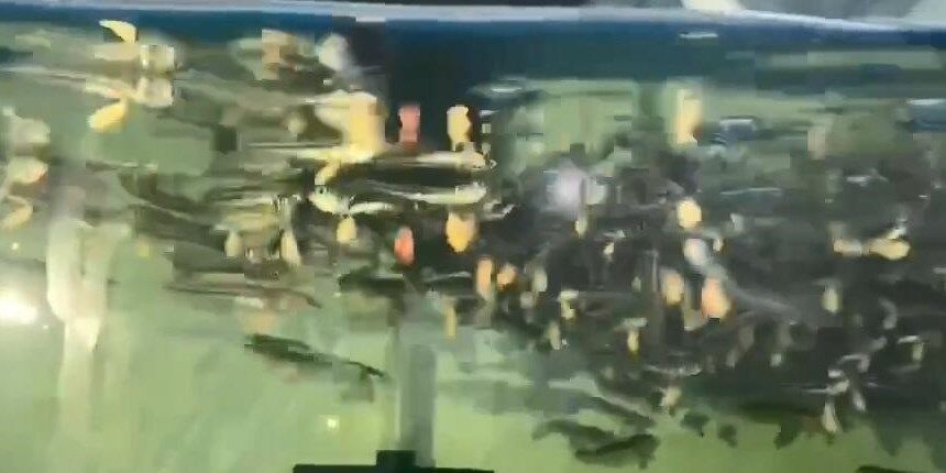 帶蛋銀龍苗，帶蛋銀龍苗在繁殖期的行為模式及其對環境變化的適應性，帶蛋銀龍苗繁殖期行為模式與環境適應性研究，帶蛋銀龍苗繁殖期行為模式與環境適應性研究