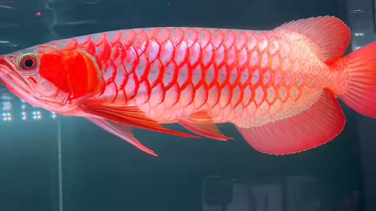 37分印尼超血紅龍魚，集時(shí)尚與古典于一身霸氣側(cè)漏鴿子眼，37分印尼超血紅龍魚集時(shí)尚與古典于一身霸氣側(cè)漏鴿子眼，37分印尼超血紅龍魚，集時(shí)尚與古典于一身的霸氣鴿子眼