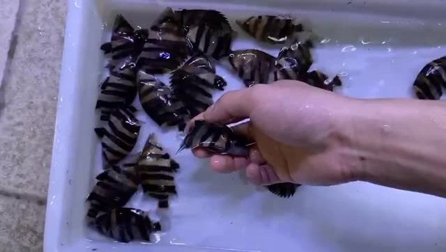 印尼四紋虎包肚圍脖到貨啦，量大批發，印尼四紋虎包肚圍脖，印尼四紋虎包肚圍脖大量到貨，批發優惠！