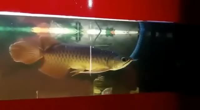 祥龍赫舞紅龍魚，絕對(duì)驚艷，祥龍赫舞紅龍魚，祥龍赫舞紅龍魚，驚艷登場(chǎng)的神秘水族奇觀