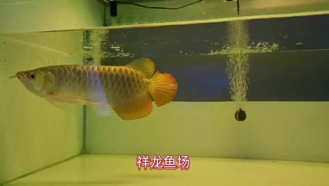 40cm大湖紅龍魚20250215：40厘米大湖紅龍魚