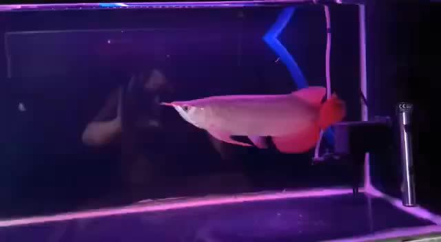 不錯的大湖紅龍:保護大湖紅龍的重要性