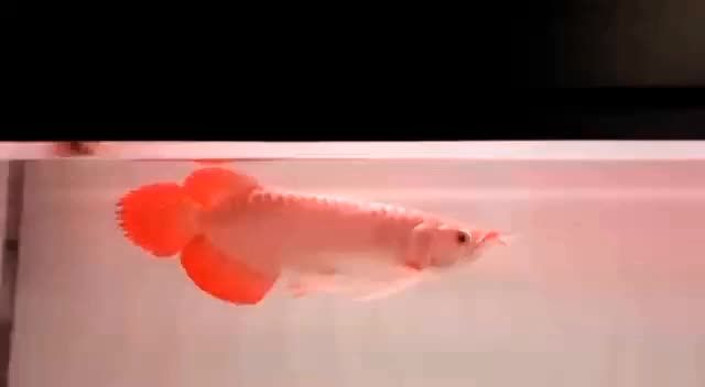 品牌紅龍祥龍赫舞小紅龍，品牌紅龍祥龍赫舞小紅龍積極參與公益活動傳遞正能量，品牌紅龍祥龍赫舞小紅龍，以公益行動傳遞社會正能量，紅龍祥龍赫舞小紅龍以公益行動傳遞社會正能量