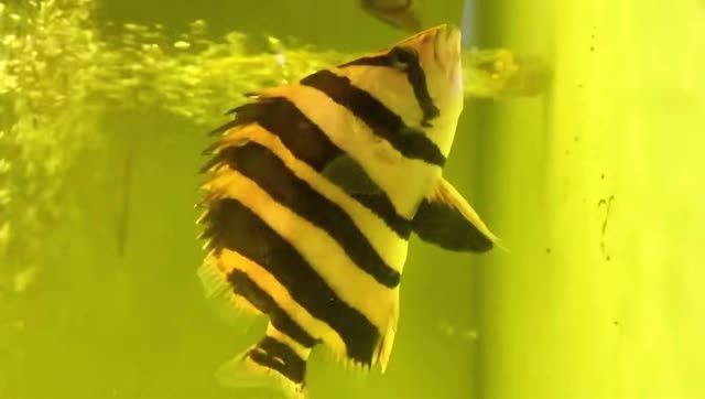 長明四文虎魚：長明四文虎魚的養殖