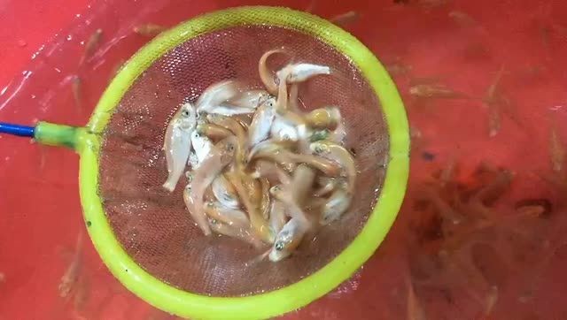 蝴蝶鯉魚苗批發：蝴蝶鯉魚苗批發價格