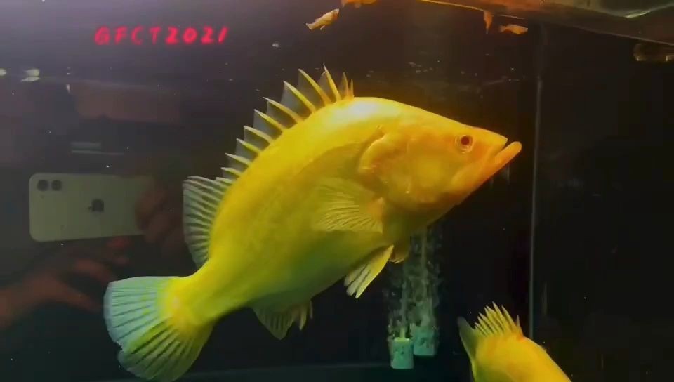 赤焰中國虎魚：赤焰中國虎魚的飼養方法