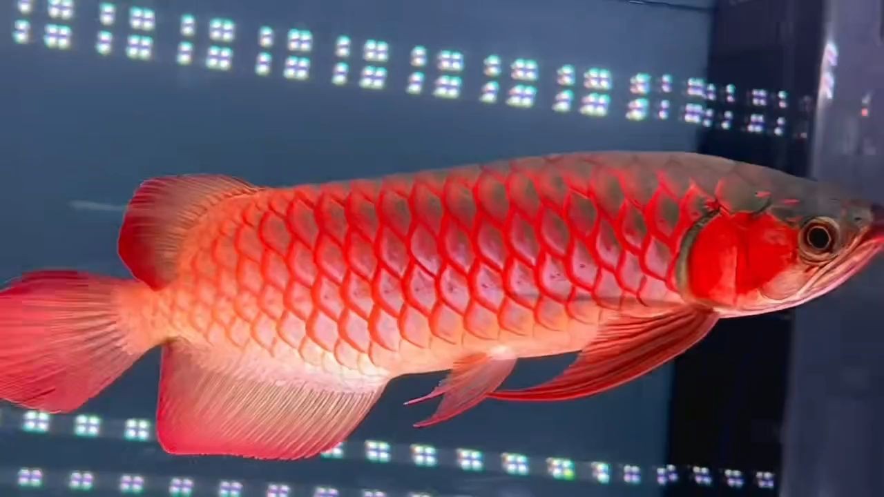 超血紅龍34分老款綠皮釉面濃郁油潤細框發色子彈頭火焰尾：老款綠皮釉面濃郁油潤細框發色子彈頭火焰尾