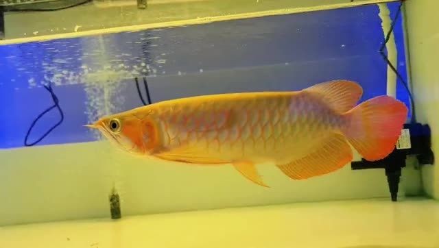 40cm超血紅龍魚20250215：40cm超血紅龍魚