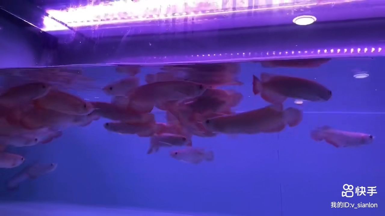 2025練手號(hào)半紅龍：2025練手號(hào)半紅龍指的是在2025年期間使用