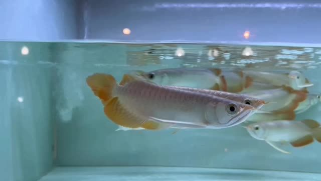 全品印尼紅龍魚2025：全品印尼紅龍魚2025年的特點和優勢和優勢