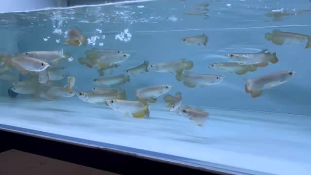 一群吃貨小紅龍魚(yú)苗，一群吃貨小紅龍魚(yú)，一群吃貨小紅龍魚(yú)苗的日常