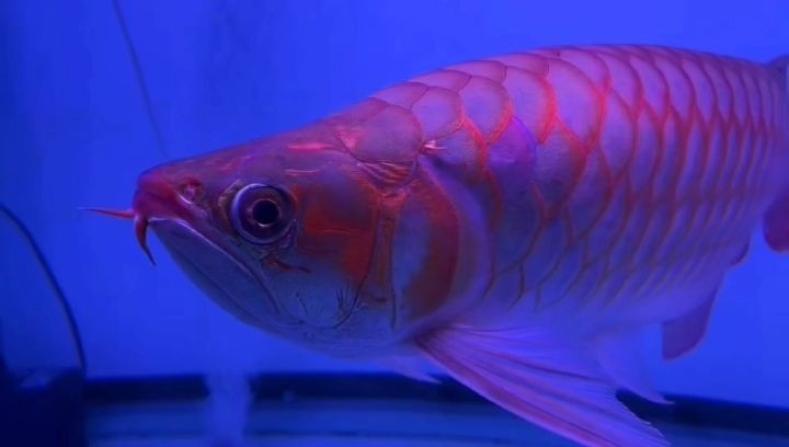 50公分+超血紅龍魚：50公分+超血紅龍魚的飼養方法