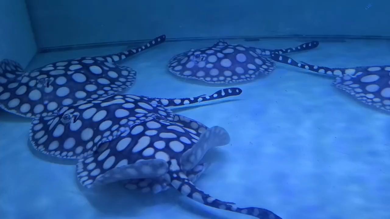 精品皇冠黑白魟魚(yú)：精品中的精品：皇冠黑白魟魚(yú)：精品中的精品