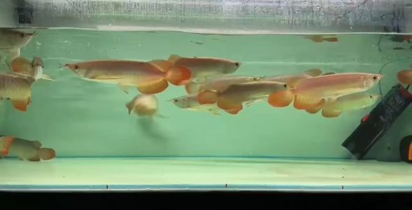 印尼小紅龍批發(fā)，品質優(yōu)良，價格實惠，供貨穩(wěn)定