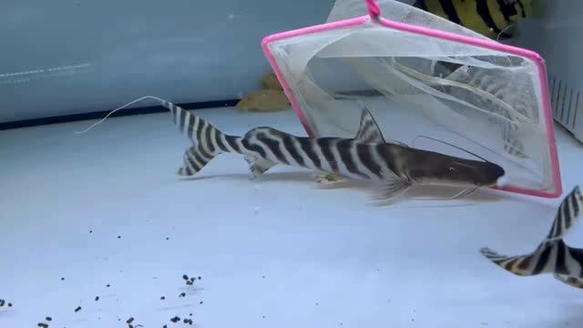 斜紋斑馬鴨嘴魚，馬來西亞祥龍魚場出品：斜紋斑馬鴨嘴魚，馬來西亞祥龍魚場的出品