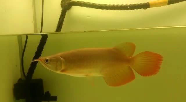 火焰尾短身大湖紅龍魚：火焰尾，短身大湖紅龍魚