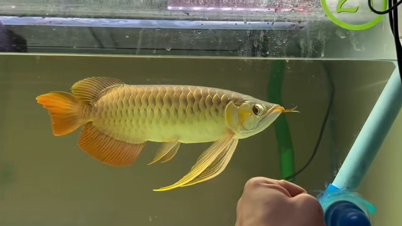 大湖紅龍魚20250516，大湖紅龍魚怎么養？，大湖紅龍魚養殖全攻略，從入門到精通，大湖紅龍魚養殖全攻略，從入門到精通