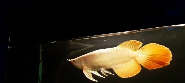 大湖紅龍魚的特點就是超大尾大鰭寬身：大湖紅龍魚是一種體型巨大的魚類，其最大的特點是擁有一對寬大的鰭和尾巴