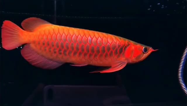 40公分超血紅龍魚一組：4公分超血紅龍魚養殖研究