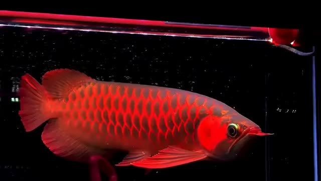 40-42分 超大后三鰭紅龍魚，廣州龍魚進出口貿易，祥龍魚場：40-42分超大后三鰭紅龍魚