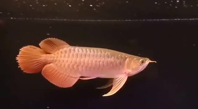 好有福像大湖紅龍魚：大湖紅龍魚的養殖