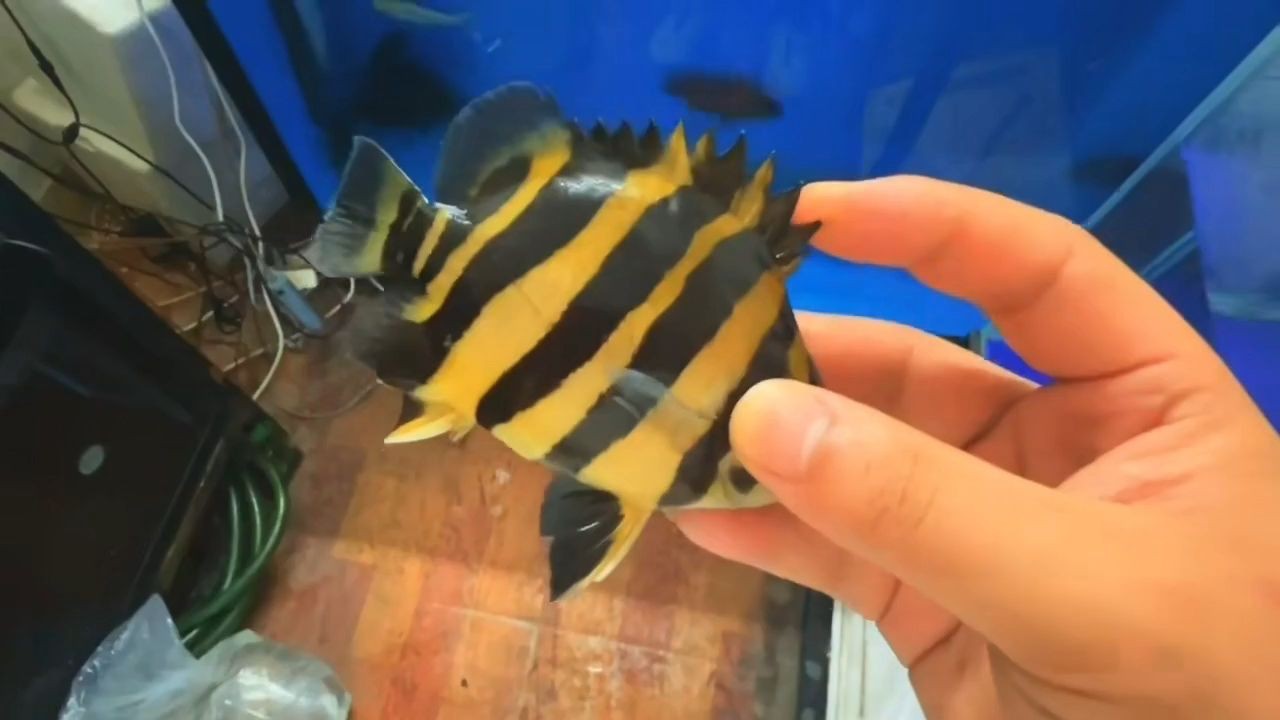 可惜的一只粗直紋球虎，13-14公分大小眼，特價(jià)幾百塊：13-14公分大的粗直紋球虎價(jià)格僅為幾百元