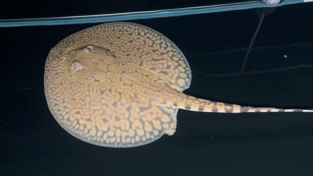 老虎魟魚，動物圖集，老虎魟魚，老虎魟魚，神秘海底獵手的生態圖鑒，神秘海底獵手，老虎魟魚生態圖鑒