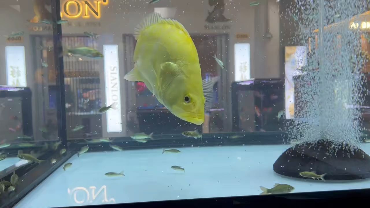 巨物黃金貓+中國虎：中國虎與黃金貓在生態系統中的作用以及它們之間的相互影響