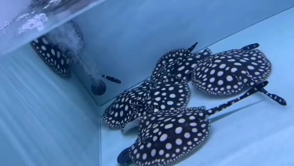 通貨皇冠黑白魟魚，通貨皇冠黑白魟魚是一種生活在熱帶海洋中的海洋中的魚類，通貨皇冠黑白魟魚，熱帶海洋中的獨特魚類，熱帶海洋中的獨特魚類，通貨皇冠黑白魟魚